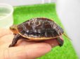 画像2: 美！　タイワンセマルハコガメ　　約４.５cm　１ (2)