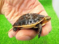 美！　タイワンセマルハコガメ　　約４.５cm　１