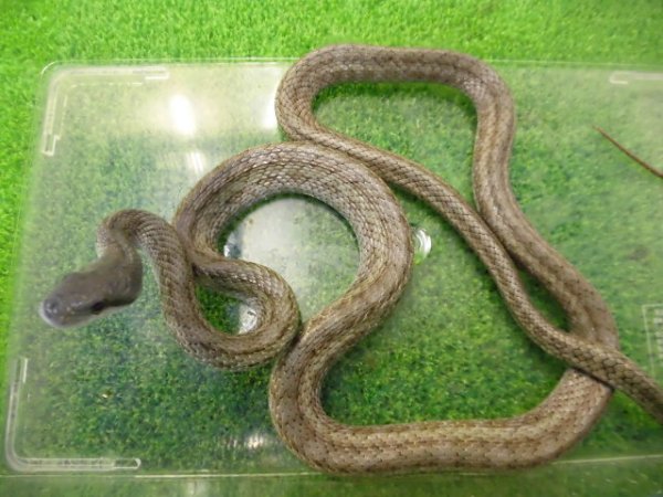 画像3: 美！　アオダイショウ（福井県産）　約１００cm♂　１