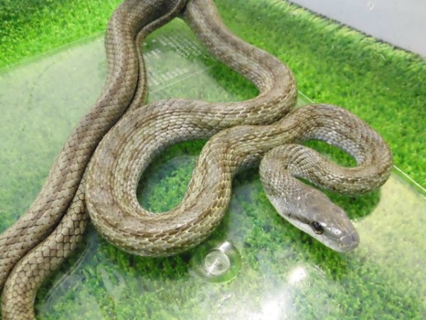 画像5: 美！　アオダイショウ（福井県産）　約１００cm♂　１