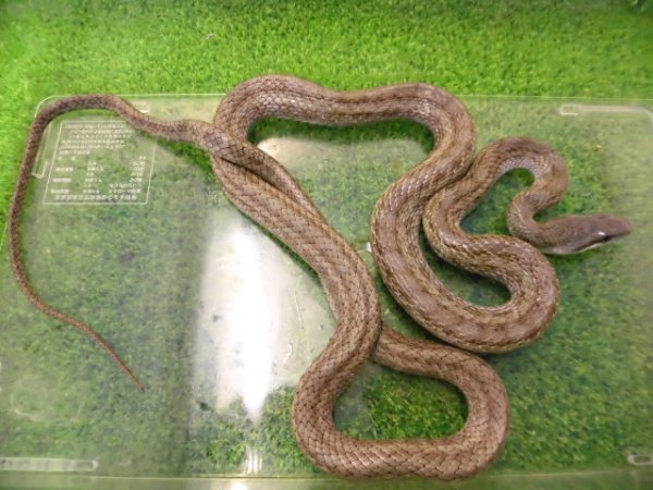 画像2: 美！　アオダイショウ（福井県産）　約１００cm♂　１