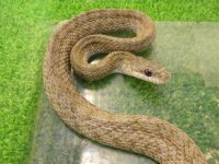 美！　アオダイショウ（福井県産）　約１００cm♀　３