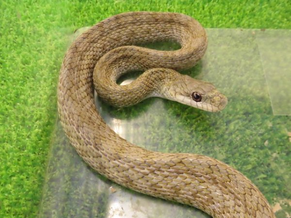 画像1: 美！　アオダイショウ（福井県産）　約１００cm♀　３