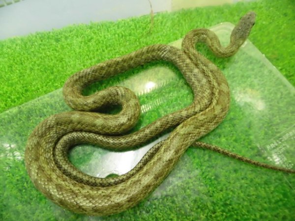 画像5: 美！　アオダイショウ（福井県産）　約７０cm♂　２