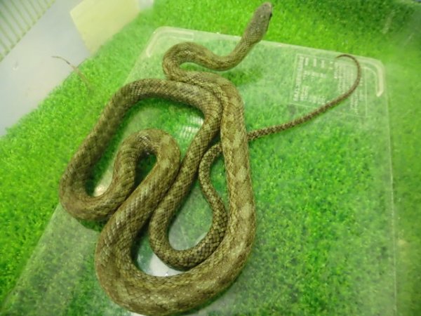 画像6: 美！　アオダイショウ（福井県産）　約７０cm♂　２