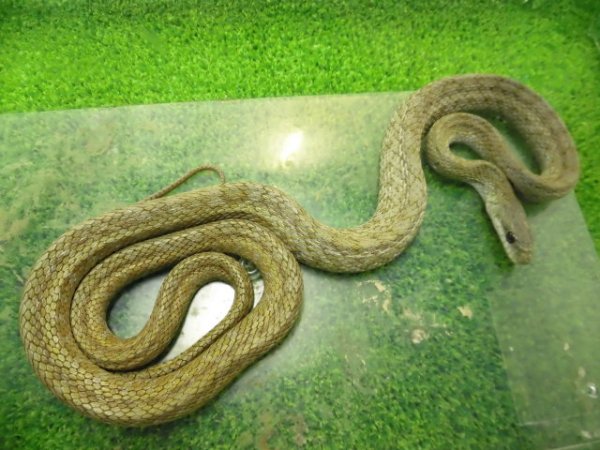 画像3: 美！　アオダイショウ（福井県産）　約１００cm♀　３