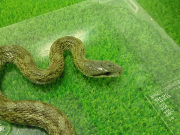 画像1: 美！　アオダイショウ（福井県産）　約７０cm♂　２