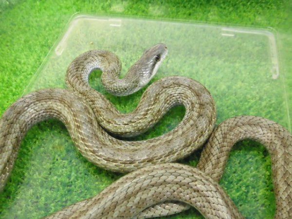 画像4: 美！　アオダイショウ（福井県産）　約１００cm♂　１