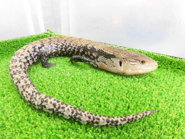 画像4: 美！　ハルマヘラアオジタトカゲ　約５０cm　A