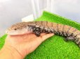 画像1: 美！　ハルマヘラアオジタトカゲ　約５０cm　A (1)