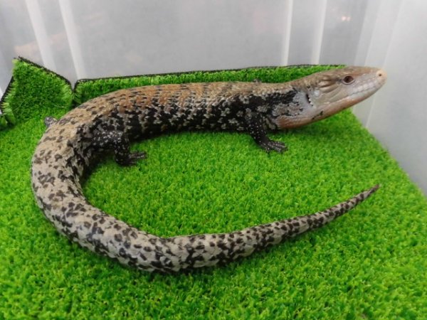 画像8: 美！　ハルマヘラアオジタトカゲ　約５０cm　A