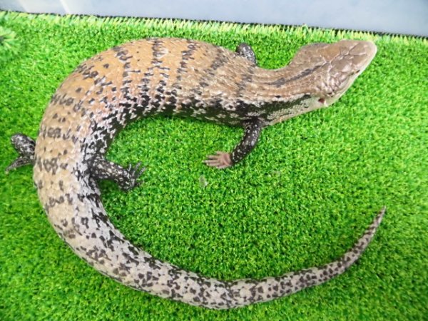 画像3: 美！　ハルマヘラアオジタトカゲ　約５０cm　A