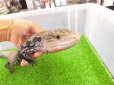 画像5: 美！　ハルマヘラアオジタトカゲ　約５０cm　A (5)