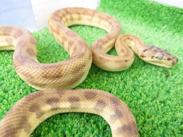 画像4: 美！　カーペットパイソン（キャラメルゼブラジャガー）　約９０cm♀　１