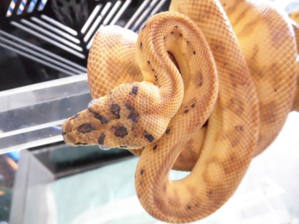 画像9: 美！　カーペットパイソン（キャラメルゼブラジャガー）　約９０cm♀　１