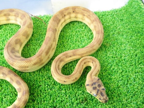 画像7: 美！　カーペットパイソン（キャラメルゼブラジャガー）　約９０cm♀　１