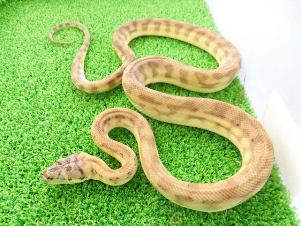 画像1: 美！　カーペットパイソン（キャラメルゼブラジャガー）　約９０cm♀　１