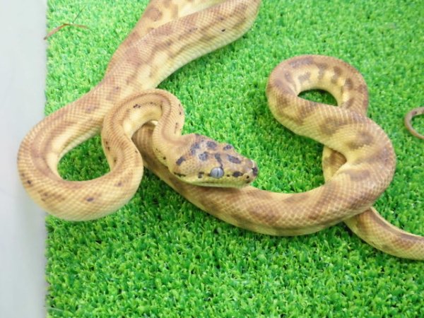 画像8: 美！　カーペットパイソン（キャラメルゼブラジャガー）　約９０cm♀　１