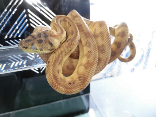 画像10: 美！　カーペットパイソン（キャラメルゼブラジャガー）　約９０cm♀　１