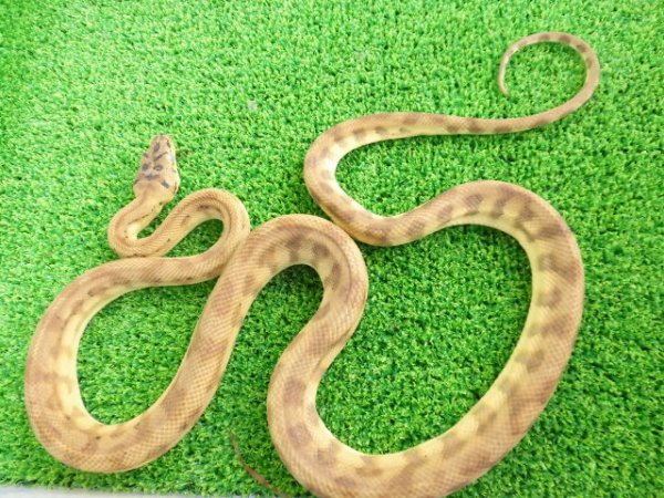 画像2: 美！　カーペットパイソン（キャラメルゼブラジャガー）　約９０cm♀　１