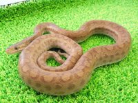 美！　コロンビアレインボーボアCB　約６０cm♂　２