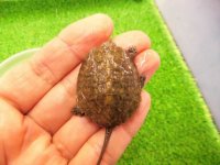 美！　ニホンイシガメ（セレクト個体）　約４cm　１