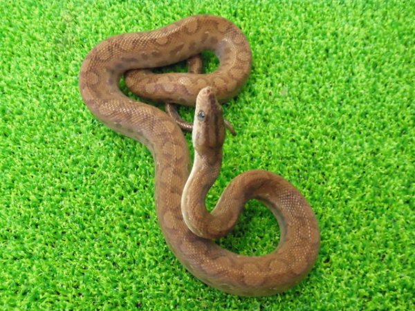 画像5: 美！　コロンビアレインボーボアCB　約６０cm♂　２