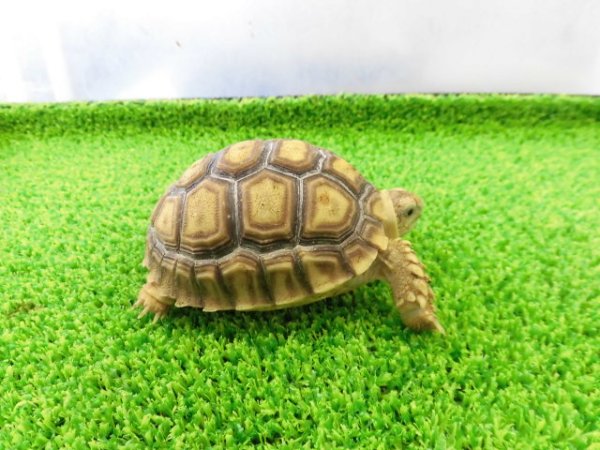 画像5: 美！　ケヅメリクガメＣＢ　　約６.５ｃｍ　３