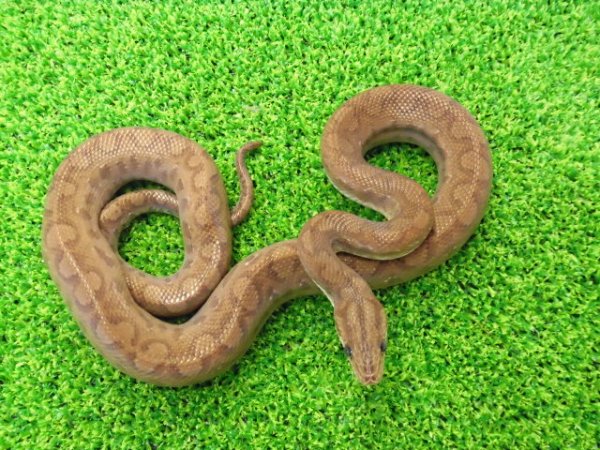 画像4: 美！　コロンビアレインボーボアCB　約６０cm♂　２