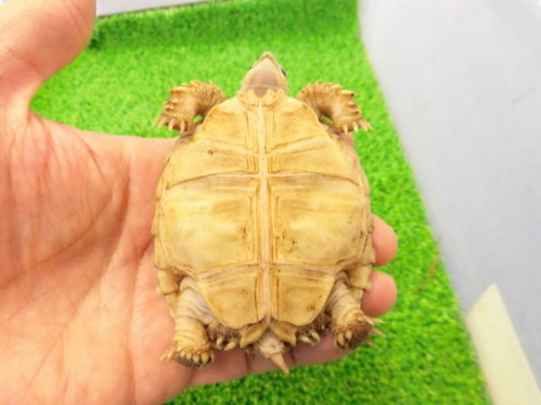 画像4: 美！　ケヅメリクガメＣＢ　　約６.５ｃｍ　３