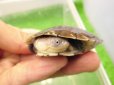 画像3: 美！　アフリカヌマヨコクビガメ　約５.５cm　１ (3)