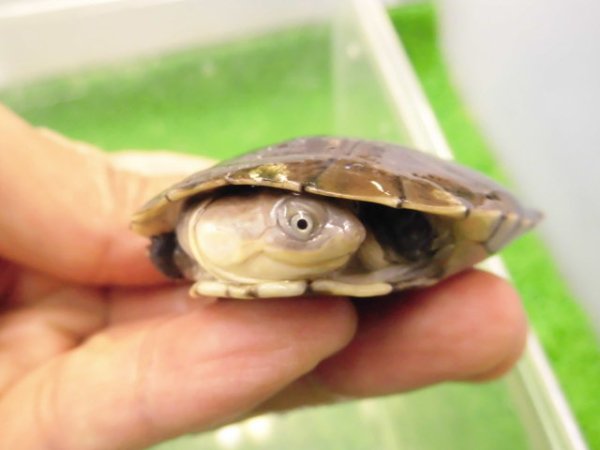 画像3: 美！　アフリカヌマヨコクビガメ　約５.５cm　１