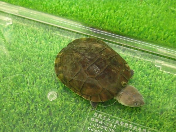 画像5: 美！　アフリカヌマヨコクビガメ　約５.５cm　１