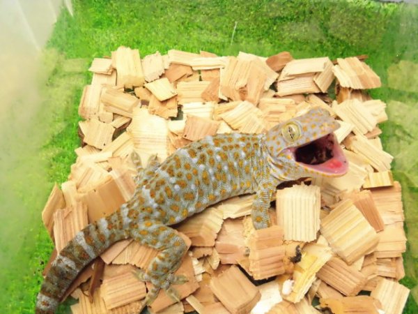 画像2: 美！　トッケイヤモリ　約２５cm（完尾♂）　１