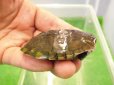 画像2: 美！　アフリカヌマヨコクビガメ　約５.５cm　１ (2)