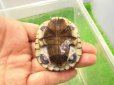 画像4: 美！　アフリカヌマヨコクビガメ　約５.５cm　１ (4)