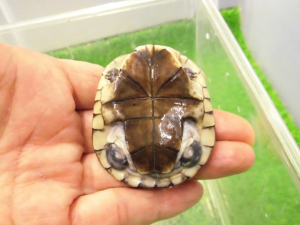 画像4: 美！　アフリカヌマヨコクビガメ　約５.５cm　１
