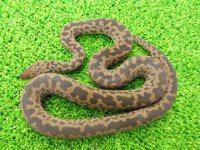 美！　スポッテッドパイソン　約６０cm♀　１