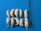 （ファジー）１０匹　国産冷凍マウス　ファジー（約５ｃｍ）
