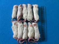 （アダルトＬ）１０匹　国産冷凍マウス　アダルトＬ（約９ｃｍ）