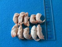 （L）１０匹　国産冷凍マウス　Ｌ（約４ｃｍ）