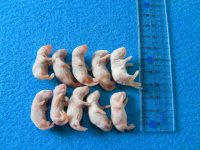 （S）１０匹　国産冷凍マウス　Ｓ（約２.５cm）