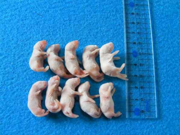 画像1: （S）１０匹　国産冷凍マウス　Ｓ（約２.５cm）