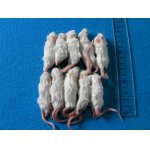 画像: （ホッパー）１０匹　国産冷凍マウス　ホッパー（約６ｃｍ）