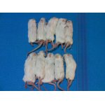 画像: （アダルトＬＬ）１０匹　国産冷凍マウス　アダルトＬＬ（約１０ｃｍ）
