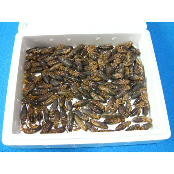 冷凍フタホシコオロギ ML（2〜2.5cm） 約200匹入り - 爬虫類専門店 