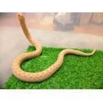 画像: 美！　セイブシシバナヘビ（アルビノ）　約３０cm　１　