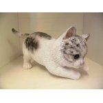 画像: 子猫（サバトラ）　W19x 18.5 x 11.5cm
