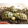 画像4: 動物園御用達　Mazuriリクガメフード　200ｇ (4)