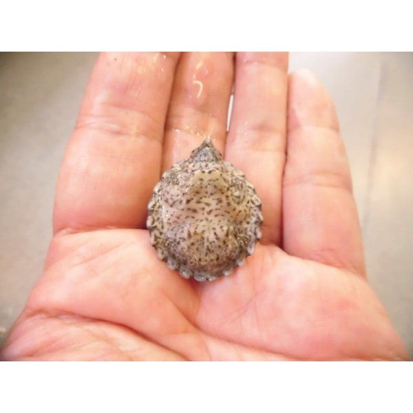 画像6: 美！　カブトニオイガメ　約２cm　１ (6)